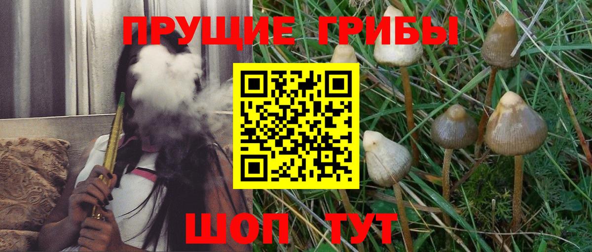 Камышлов  Псилоцибиновые грибы ЛСД  Вход с VPN 