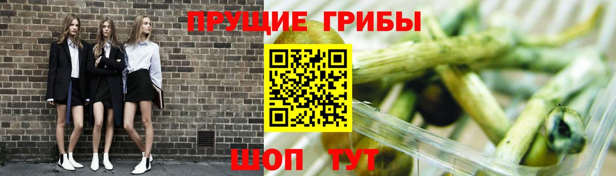 Галлюциногенные грибы Psilocybe Камышлов